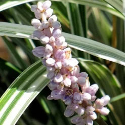 Silver Dragon Liriope - Lilyturf - 18 Count Flats Of Pint Pots 12 Silver Dragon Liriope - Lilyturf - 18 Count Flats Of Pint Pots -Green Garden Outdoor Shop liriope spicata silver dragon lilyturf 102