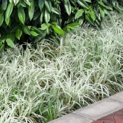 Silver Dragon Liriope - Lilyturf - 18 Count Flats Of Pint Pots 11 Silver Dragon Liriope - Lilyturf - 18 Count Flats Of Pint Pots -Green Garden Outdoor Shop liriope spicata silver dragon lilyturf 106