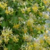 Hall's Hardy Honeysuckle Vine (Lonicera Japonica 'Halliana') - 3 Gallon Pot