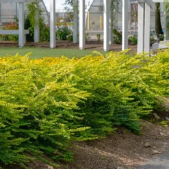 Thunderbolt Golden Box Honeysuckle - 3 Gallon Pot -Green Garden Outdoor Shop lonicera nitida thunderbolt box honeysuckle 1