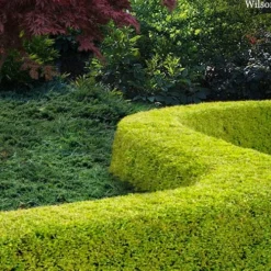 Thunderbolt Golden Box Honeysuckle - 3 Gallon Pot -Green Garden Outdoor Shop lonicera nitida thunderbolt box honeysuckle 4