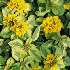 Waikiki Sunset Lysimachia - 5 Pack Of Quart Pots -Green Garden Outdoor Shop lysimachia