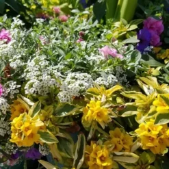 Waikiki Sunset Lysimachia - 5 Pack Of Quart Pots -Green Garden Outdoor Shop lysimachia waikiki sunset 2