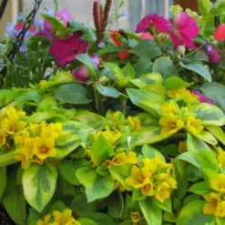 Waikiki Sunset Lysimachia - 5 Pack Of Quart Pots -Green Garden Outdoor Shop lysimachia waikiki sunset 5