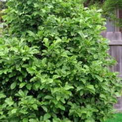 Cameo Magnolia Tulip Tree - 5 Gallon Pot -Green Garden Outdoor Shop magnolia ann 111