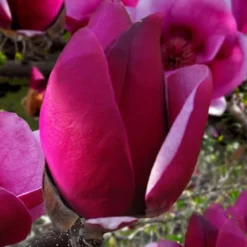 Cameo Magnolia Tulip Tree - 5 Gallon Pot -Green Garden Outdoor Shop magnolia cameo tulip tree 1