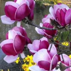 Cameo Magnolia Tulip Tree - 5 Gallon Pot