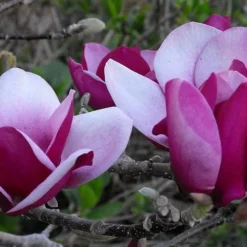 Cameo Magnolia Tulip Tree - 5 Gallon Pot -Green Garden Outdoor Shop magnolia cameo tulip tree 5