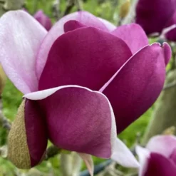 Cameo Magnolia Tulip Tree - 5 Gallon Pot -Green Garden Outdoor Shop magnolia cameo tulip tree 7