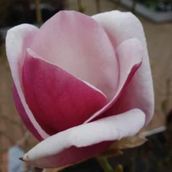 Cameo Magnolia Tulip Tree - 5 Gallon Pot -Green Garden Outdoor Shop magnolia cameo tulip tree 8