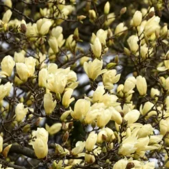 Elizabeth Magnolia (Tulip Tree) - 5 Gallon Pot 18 Elizabeth Magnolia (Tulip Tree) - 5 Gallon Pot -Green Garden Outdoor Shop magnolia elizabeth 15