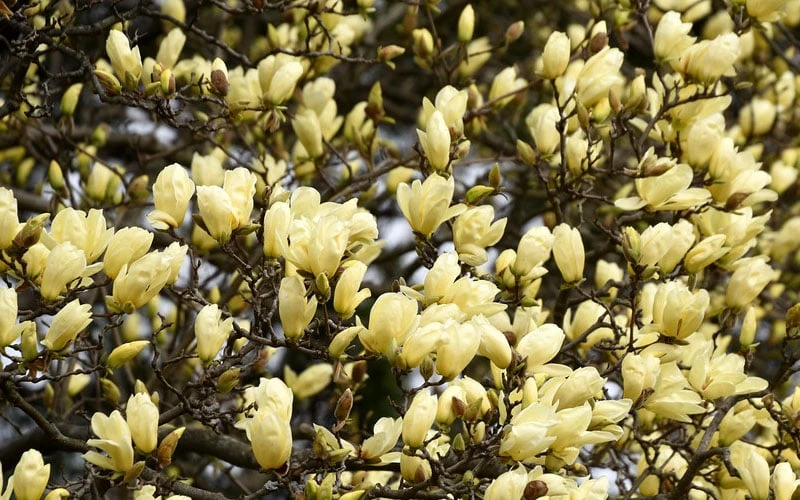 Elizabeth Magnolia (Tulip Tree) - 5 Gallon Pot 8 Elizabeth Magnolia (Tulip Tree) - 5 Gallon Pot - Image 8