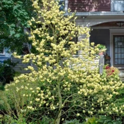 Elizabeth Magnolia (Tulip Tree) - 5 Gallon Pot 14 Elizabeth Magnolia (Tulip Tree) - 5 Gallon Pot -Green Garden Outdoor Shop magnolia elizabeth 16