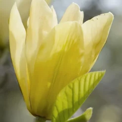 Elizabeth Magnolia (Tulip Tree) - 5 Gallon Pot 21 Elizabeth Magnolia (Tulip Tree) - 5 Gallon Pot -Green Garden Outdoor Shop magnolia elizabeth 2