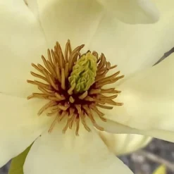 Elizabeth Magnolia (Tulip Tree) - 5 Gallon Pot 16 Elizabeth Magnolia (Tulip Tree) - 5 Gallon Pot -Green Garden Outdoor Shop magnolia elizabeth 6