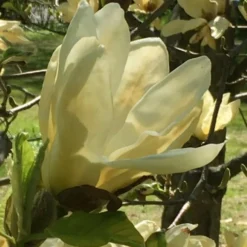 Elizabeth Magnolia (Tulip Tree) - 5 Gallon Pot 20 Elizabeth Magnolia (Tulip Tree) - 5 Gallon Pot -Green Garden Outdoor Shop magnolia elizabeth 8
