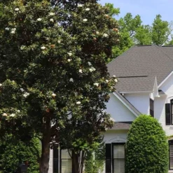 Southern Magnolia Tree (Single Trunk Tree Form) - 5 Gallon Pot -Green Garden Outdoor Shop magnolia grandiflora single trunk southern magnolia tree 1