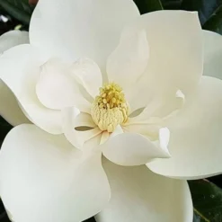 Southern Magnolia Tree (Single Trunk Tree Form) - 5 Gallon Pot -Green Garden Outdoor Shop magnolia grandiflora southern magnolia 1