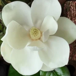 Southern Magnolia Tree (Single Trunk Tree Form) - 5 Gallon Pot -Green Garden Outdoor Shop magnolia grandiflora southern magnolia 2