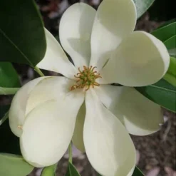 Green Shadow Sweetbay Magnolia Tree (Magnolia Virginiana) - 3 Gallon Pot (3-4')