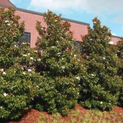 Little Gem Dwarf Southern Magnolia - 7 Gallon Pot (5-6') -Green Garden Outdoor Shop magnolia little gem 11