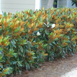 Little Gem Dwarf Southern Magnolia - 7 Gallon Pot (5-6') -Green Garden Outdoor Shop magnolia little gem 12
