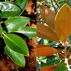 Little Gem Dwarf Southern Magnolia - 7 Gallon Pot (5-6') -Green Garden Outdoor Shop magnolia little gem 16