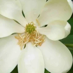 Moonglow Sweetbay Magnolia Tree (Magnolia Virginiana 'Jim Wilson') - 7 Gallon Pot (5-6') -Green Garden Outdoor Shop magnolia moonglow sweetbay flower