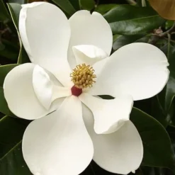 Teddy Bear Dwarf Southern Magnolia - 7 Gallon Pot (2-3') 13 Teddy Bear Dwarf Southern Magnolia - 7 Gallon Pot (2-3') -Green Garden Outdoor Shop magnolia teddy bear 3