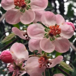Southern Crabapple (Malus Angustifolia) - 1 Gallon Pot -Green Garden Outdoor Shop malus angustifolia southern crabapple tree flowers 2