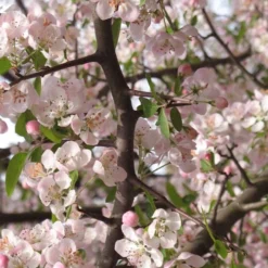 Southern Crabapple (Malus Angustifolia) - 1 Gallon Pot -Green Garden Outdoor Shop malus angustifolia southern crabapple tree flowers 4