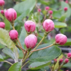 American Sweet Crabapple Tree (Malus Coronaria) - 1 Gallon Pot -Green Garden Outdoor Shop malus coronaria american sweet crabapple 1