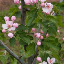 American Sweet Crabapple Tree (Malus Coronaria) - 1 Gallon Pot -Green Garden Outdoor Shop malus coronaria american sweet crabapple 2