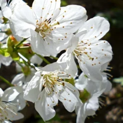 American Sweet Crabapple Tree (Malus Coronaria) - 1 Gallon Pot -Green Garden Outdoor Shop malus coronaria american sweet crabapple 3