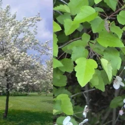 American Sweet Crabapple Tree (Malus Coronaria) - 1 Gallon Pot -Green Garden Outdoor Shop malus coronaria american sweet crabapple 6