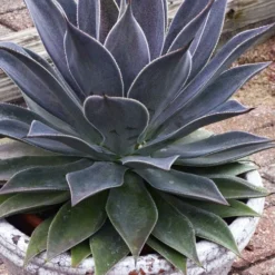 Lavender Lady Mangave - 1 Gallon Pot -Green Garden Outdoor Shop mangave lavender lady 3