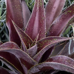 Mission To Mars Mangave - 1 Gallon Pot -Green Garden Outdoor Shop mangave mission to mars 2