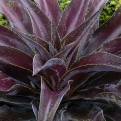 Mission To Mars Mangave - 1 Gallon Pot