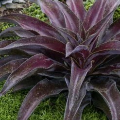 Mission To Mars Mangave - 1 Gallon Pot -Green Garden Outdoor Shop mangave mission to mars 5