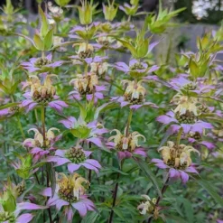 Beebop Bee Balm (Monarda Punctata) - 1 Gallon Pot -Green Garden Outdoor Shop monarda punctata beebop bee balm 2