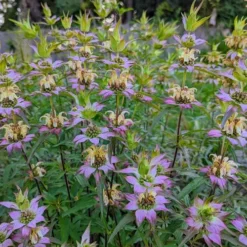Beebop Bee Balm (Monarda Punctata) - 1 Gallon Pot -Green Garden Outdoor Shop monarda punctata beebop bee balm 3