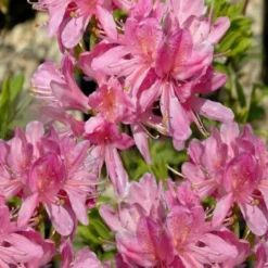 Western Lights Cold Hardy Azalea (Rhododendron) - 3 Gallon Pot