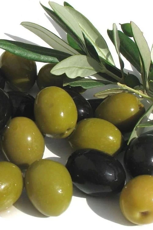 Arbequina Olive Tree - 7 Gallon Pot (3-4') 1 Arbequina Olive Tree - 7 Gallon Pot (3-4')