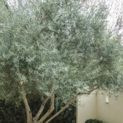 Arbequina Olive Tree - 3 Gallon Pot -Green Garden Outdoor Shop olive tree arbequina 4
