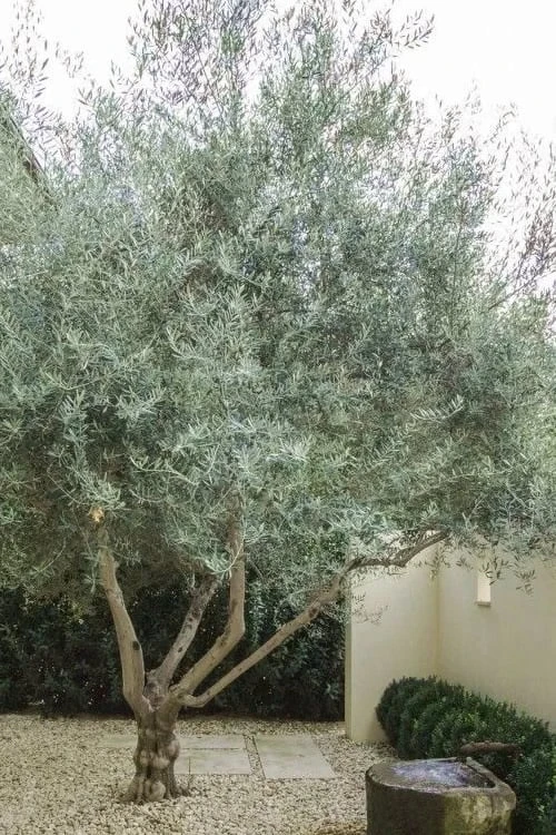 Arbequina Olive Tree - 7 Gallon Pot (3-4') 4 Arbequina Olive Tree - 7 Gallon Pot (3-4') - Image 4