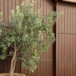 Arbequina Olive Tree - 7 Gallon Pot (3-4') 10 Arbequina Olive Tree - 7 Gallon Pot (3-4') -Green Garden Outdoor Shop olive tree arbequina 6 3
