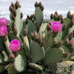 Beavertail Prickly Pear Cactus - 3 Gallon Pot 7 Beavertail Prickly Pear Cactus - 3 Gallon Pot -Green Garden Outdoor Shop opuntia basilaris beavertail prickly pear cactus 2