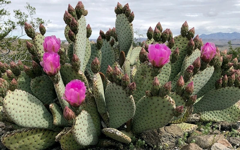 Beavertail Prickly Pear Cactus - 3 Gallon Pot 4 Beavertail Prickly Pear Cactus - 3 Gallon Pot - Image 4