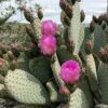Beavertail Prickly Pear Cactus - 3 Gallon Pot