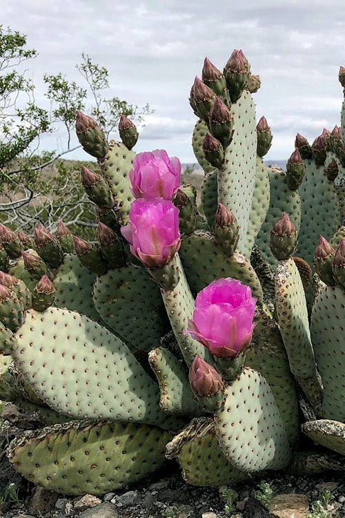 Beavertail Prickly Pear Cactus - 3 Gallon Pot 1 Beavertail Prickly Pear Cactus - 3 Gallon Pot
